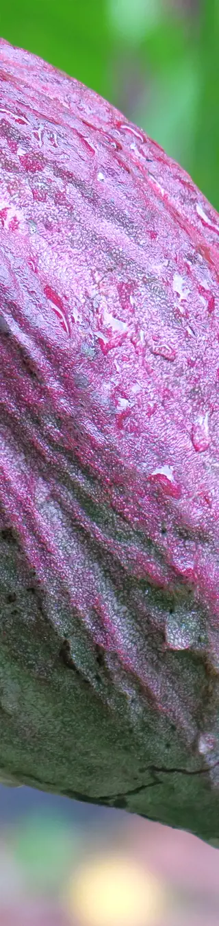 Entdecke den Herstellungsprozess von Schokolade